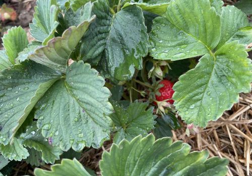Erdbeeren im Regen