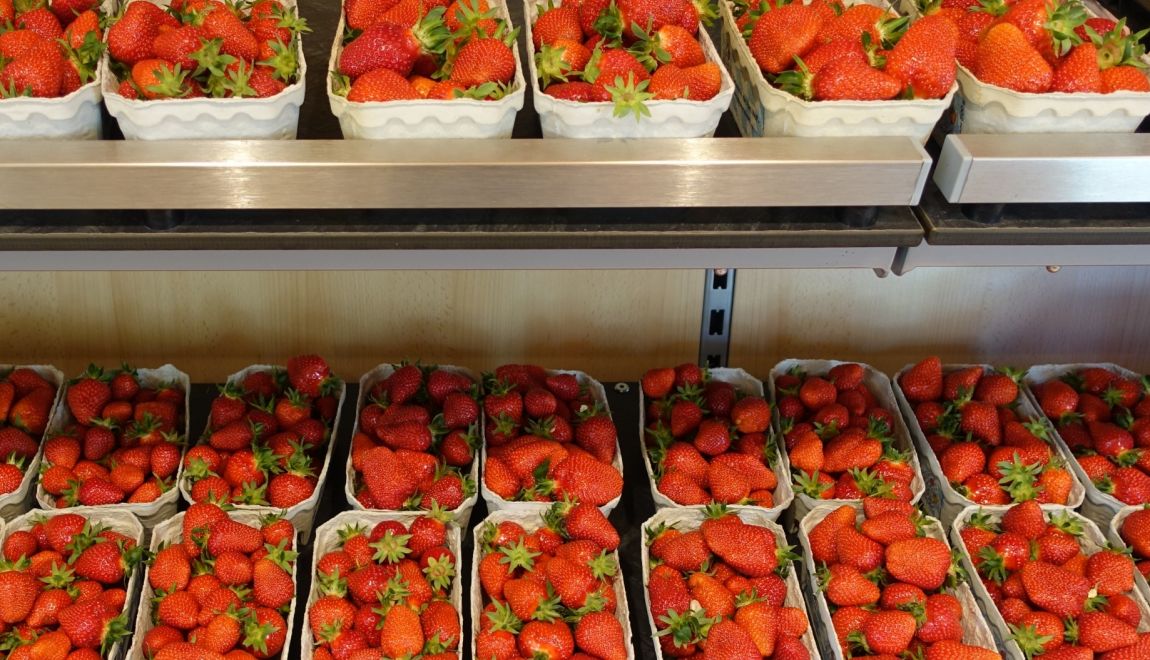 Frische Erdbeeren kaufen im Hofladen der Familie Wolf