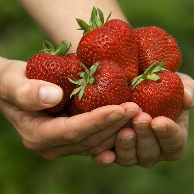 Erdbeeren selber pflücken auf den Erdbeerfeldern der Familie Wolf