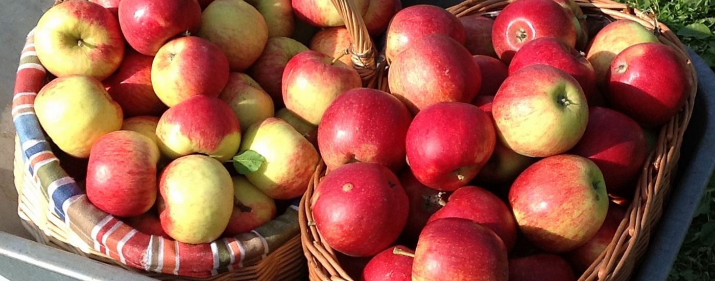 frisch gepflückte Äpfel am Apfelfeld Maisach