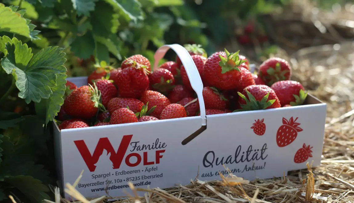 Erdbeeren selber pflücken - Erdbeerfelder Familie Wolf