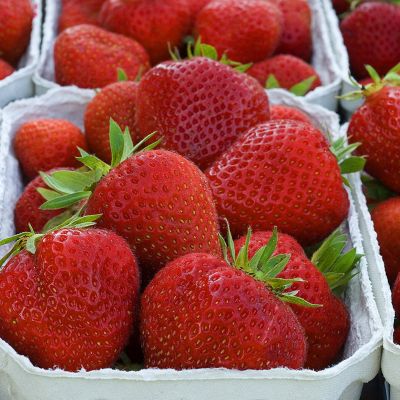 Frische Erdbeeren kaufen am Erdbeerfeld Wolf