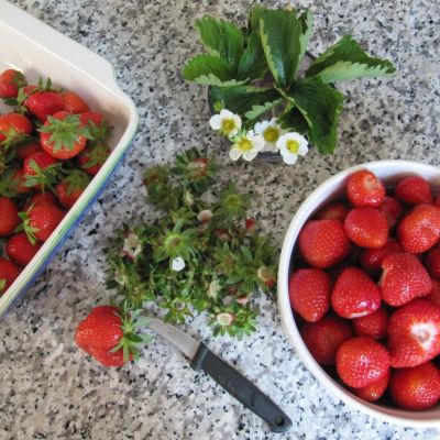 Erdbeeren abzupfen - mit dem richtigen Messer gehts ganz schnell