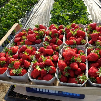 frisch gepflückte Erdbeeren aus dem Folienhaus - schon ab Ende April