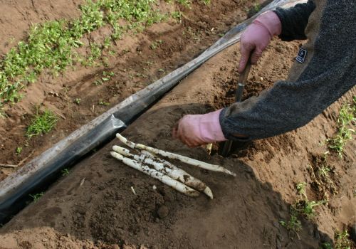 Spargelernte bei Familie Wolf