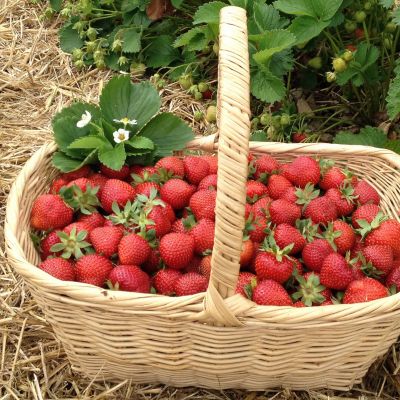 Erdbeeren pflücken - lecker!