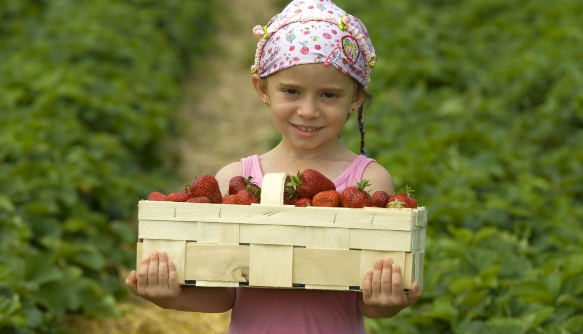 Erdbeeeren pflücken - ein Spaß für Kinder